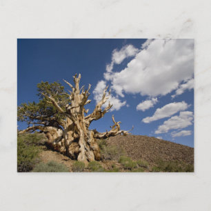 Carte Postale Pin Bristlecone dans l'Ancient Bristlecone Forest,