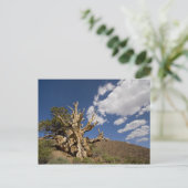 Carte Postale Pin Bristlecone dans l'Ancient Bristlecone Forest, (Debout devant)