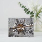 Carte Postale Pin cassé (Debout devant)