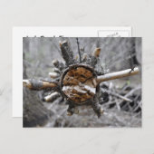 Carte Postale Pin cassé (Devant / Derrière)