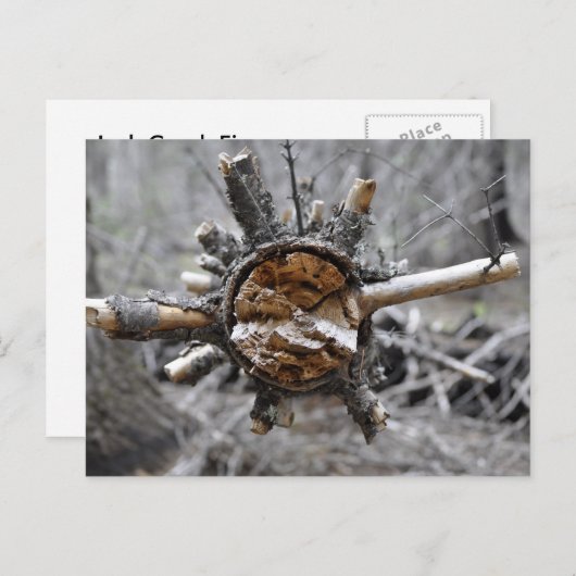 Carte Postale Pin cassé (Devant / Derrière)