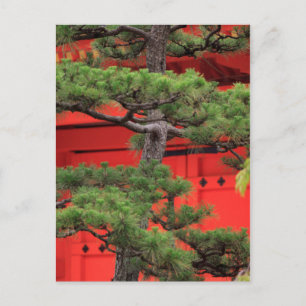 Carte Postale Pin de bonsaï