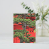 Carte Postale Pin de bonsaï (Debout devant)