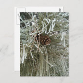 Carte Postale Pin givré (Devant / Derrière)