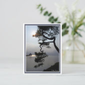 Carte Postale Pin tordu (Debout devant)