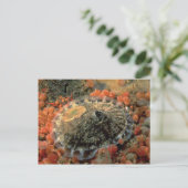 Carte Postale Pince à trou de serrure (Diodora aspera) (Debout devant)