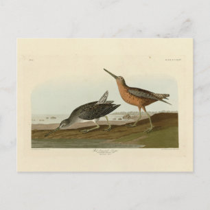 Carte Postale Pinceau à poitrine rouge des oiseaux d'Amérique d'
