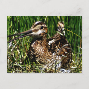 Carte Postale Pinceau commun