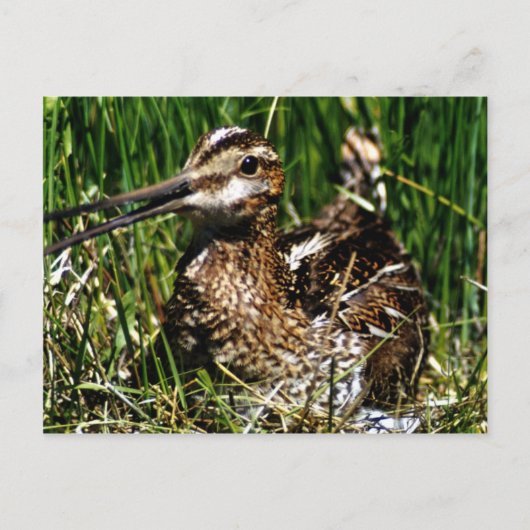 Carte Postale Pinceau commun (Devant)