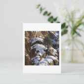 Carte Postale Pinceau de Bristlecone 1 (Debout devant)