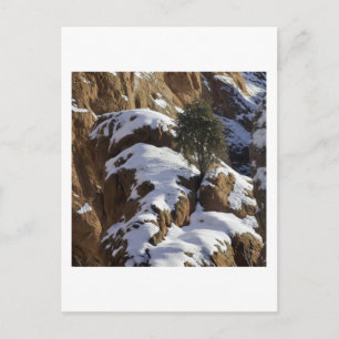 Carte Postale Pinceau de Bristlecone 1
