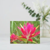 Carte Postale Pinceau indien (Debout devant)