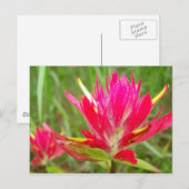 Carte Postale Pinceau indien (Devant / Derrière)