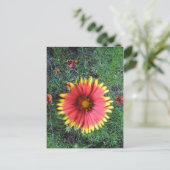 Carte Postale Pinceau indien (Debout devant)