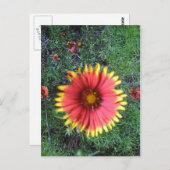 Carte Postale Pinceau indien (Devant / Derrière)