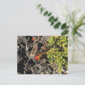 Carte Postale Pinceau indien (Debout devant)