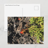 Carte Postale Pinceau indien (Devant / Derrière)