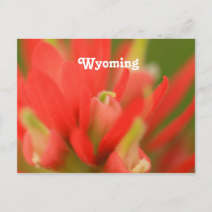 Carte Postale Pinceau indien du Wyoming