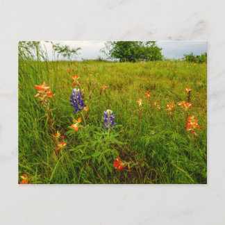 Carte Postale Pinceau indien et Bluebonnets, Ennis, TX