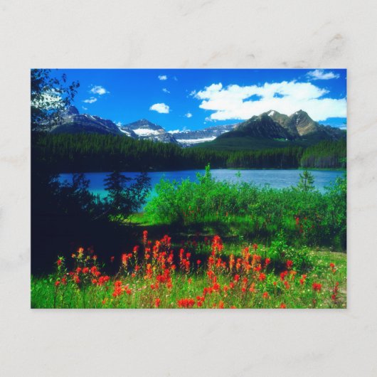 Carte Postale Pinceaux indiens fleurs sauvages (Devant)