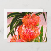 Carte postale Pincushion Tango #1-2 (Devant / Derrière)