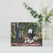 Carte postale "Pine Barrens Run" (Debout devant)