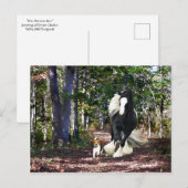 Carte postale "Pine Barrens Run" (Devant / Derrière)