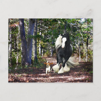 Carte postale "Pine Barrens Run"