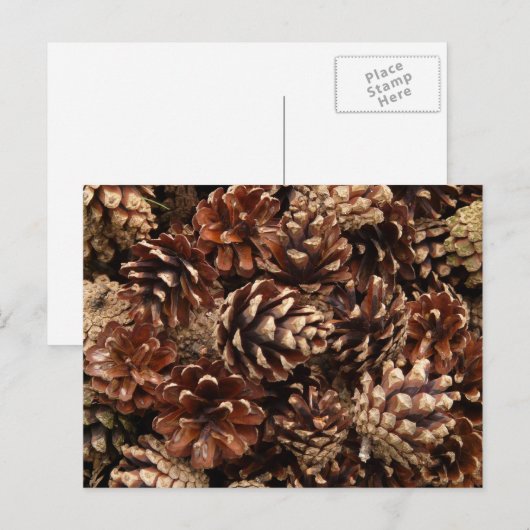 Carte postale Pine Cones (Devant / Derrière)