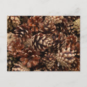 Carte postale Pine Cones (Devant)