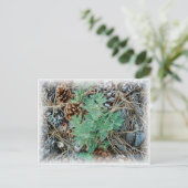 Carte postale Pine Cones et Fern (Debout devant)