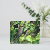 Carte Postale Pine Grosbeak (Debout devant)