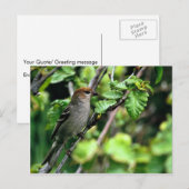 Carte Postale Pine Grosbeak (Devant / Derrière)