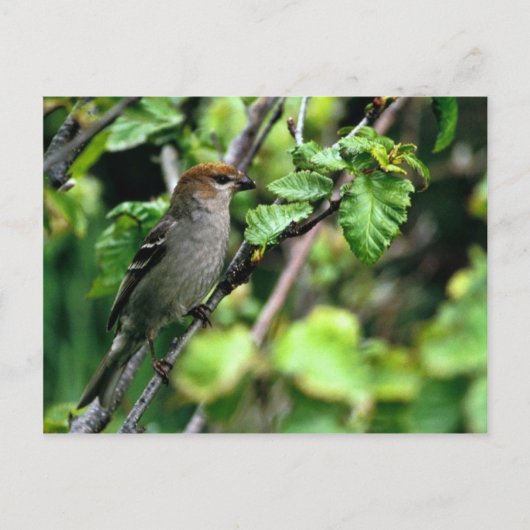 Carte Postale Pine Grosbeak (Devant)