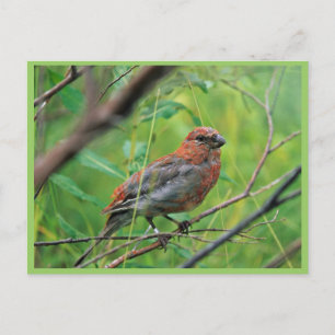 Carte Postale Pine Grosbeak Juvenile