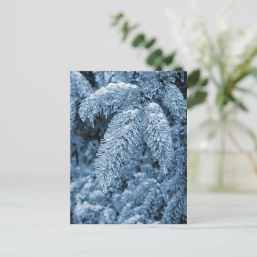 Carte Postale Pine Icy (Debout devant)