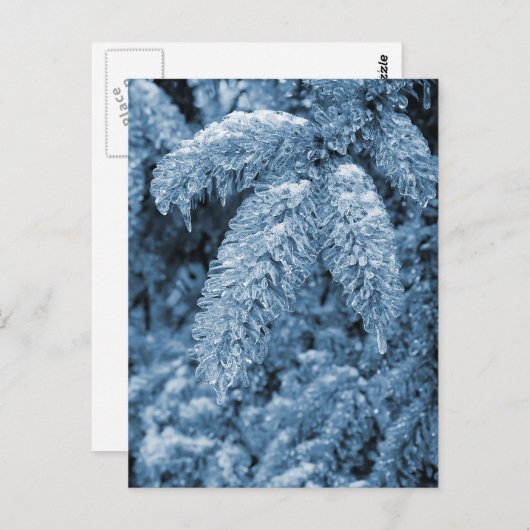 Carte Postale Pine Icy (Devant / Derrière)