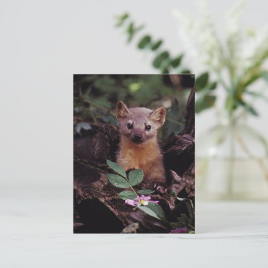 Carte Postale Pine Marten (Debout devant)