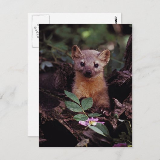 Carte Postale Pine Marten (Devant / Derrière)