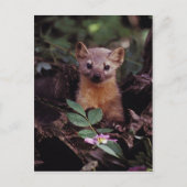 Carte Postale Pine Marten (Devant)
