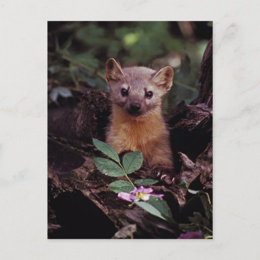 Carte Postale Pine Marten (Devant)