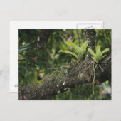 Carte Postale Pine rose, Bletia purpurea, floraison sur Mango (Devant / Derrière)