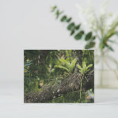 Carte Postale Pine rose, Bletia purpurea, floraison sur Mango (Debout devant)
