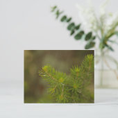Carte postale Pine Tree (Debout devant)