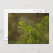 Carte postale Pine Tree (Devant / Derrière)