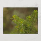 Carte postale Pine Tree (Devant)