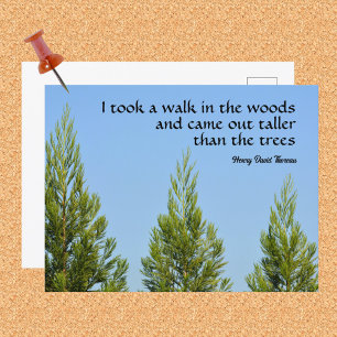 Carte Postale Pine Trees et Sky Thoreau Citation Walk in Woods