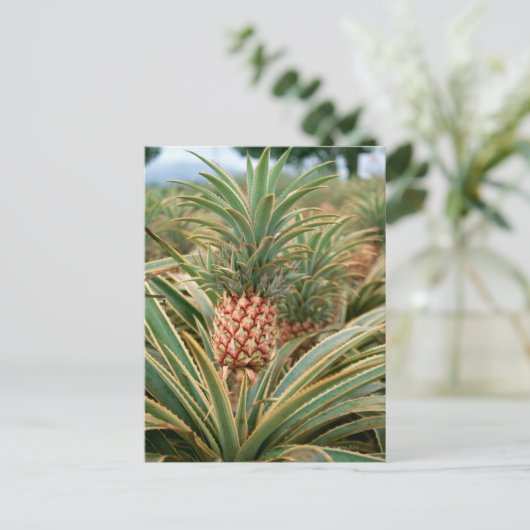 Carte Postale Pineapple Field (Debout devant)