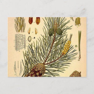 Carte Postale Pinecone Pine Tree Vintage Botanique Imprimer