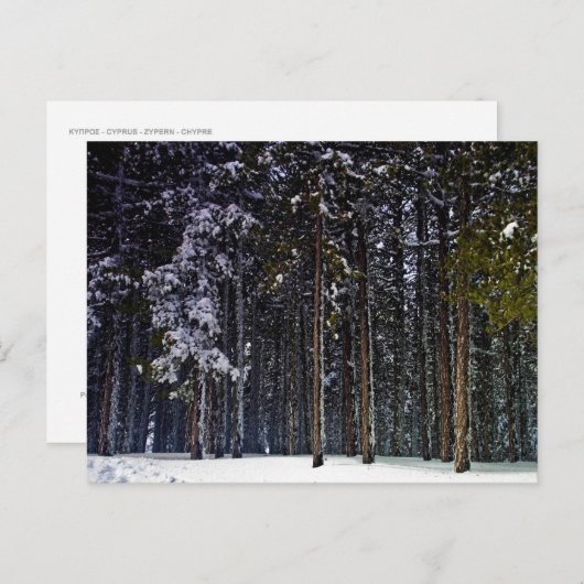 Carte Postale pinède avec neige hiver-Chypre (Devant / Derrière)